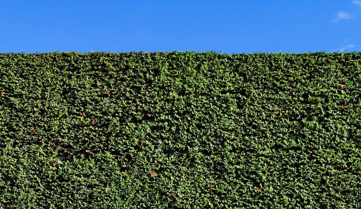 trimmed hedge and blue sky