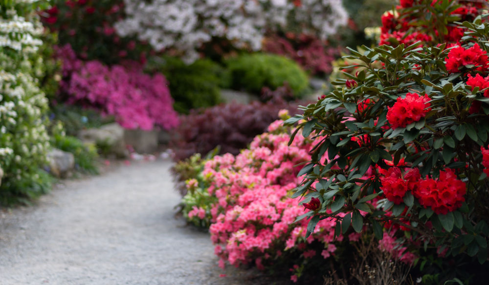 blooming flowers by pathway
